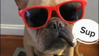 TOP 10 Rarest dog BREEDS in the WORLD!