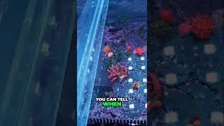 Ozone Water Treatment  Clear Results in Just One Month #allmymoneygoestocoral #worldwidecorals #reef