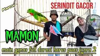 SERINDIT YANG LAGI VIRAL!!!! MAMON BANYAK YANG MENGINCAR  TERNYATA BEGINI AKSINYA DI LOMBA  GILA !!!