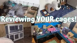 My Reaction to My Subscriber's Guinea Pig and Rabbit Cages!