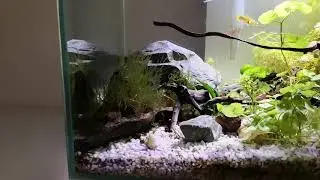 Acquario askoll edge 23 litri