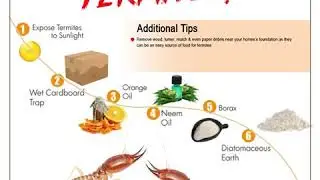 How To Get Rid Of Termites?