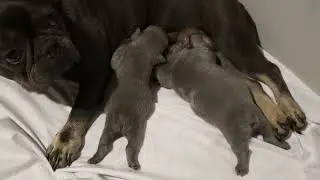 Blue Diamond Samantha French Bulldog Litter 1