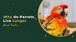 Why Parrots Live Longer: The Fascinating Study of Parrot Brains