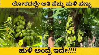 World&rsquo;s Most Sour Fruit (ಅತ್ಯಂತ ಹುಳಿ ಹಣ್ಣು) | Organic Bilimbi from Village Farm