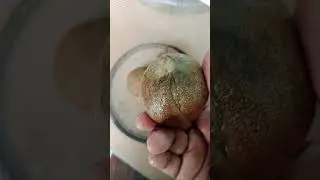 sapota fruit 🍑 health benefits it's very healthy and tasty 😋