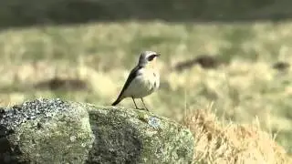 Wheatear, Balintore 30/3/2016