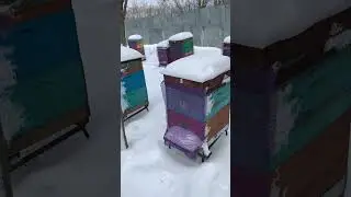 Борьба с сеничками.