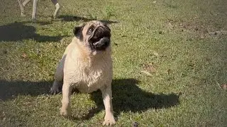 The Pug Spin!