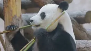 🎬 Chengdu Panda Base 2025, Step-by-Step Travel Guide, Panda Viewing, Family-Friendly Tips