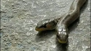 The Real two head anakonda  snake | anaconda snake with two heads