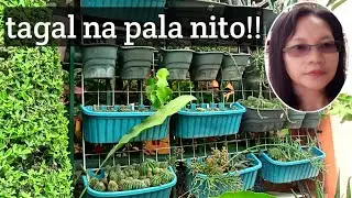 #720 Plant Update/ 2flat vertical wall.. Euphorbia/Gymnocalycium and more.. Succulent Davao