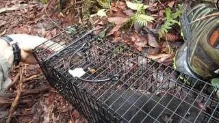 Borneo Giant Rat (Sundamys infraluteus) release