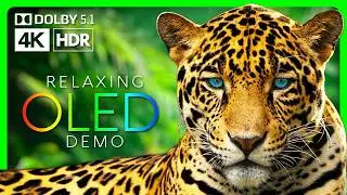 Потрясающие ягуары в 4K HDR 60fps | OLED ДЕМО ТЕСТ | Dolby Surround 5.1