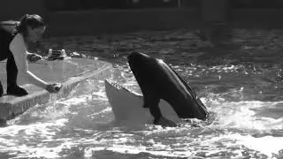 [entombed] Lolita orca
