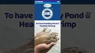 Baylife VC9- High power probiotic for vibrio control