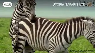 Powerful Animal Nature Moment 🐾 | Wildlife Shorts