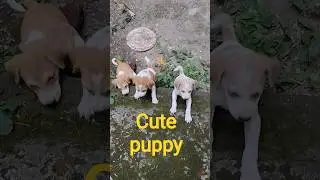 @krishik6549#cute puppy#viralyoutubvideo#cutefunnyvideo#voiceforvoiceless