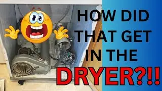 Squirrel Trapped in Dryer: A Cautionary Tale