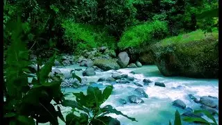 Tranquil River Ambience &ndash; Soft Stream and Forest Sounds for Deep Sleep and Inner Peace