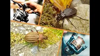 Два жука! Катушки Abu Garcia Carabus SX1000 и STX1000.
