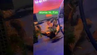 Worm Ball Feast 🐟🪱 #fish #bluegill #poolpond #aquarium #worms #vermicompost
