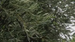 Sleep Instantly | Rain and Thunder Sounds in Forest | Rain Sounds for Sleep and Relaxation.