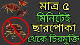 ছারপোকা ফিনিশ মাত্র ৫ মিনিটে || Remove Bedbugs Only 5 Minutes || Health Bangla