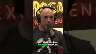 Bacon From Wild Pigs  The Ultimate Taste Test  #podcast #jre #joeroganexperience #shorts