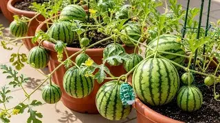 Thes Amazing Process Of Growing watermelon From Seed To Harvest,The Entire watermelon Growing Proces