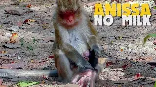 Daily Mistreat On Newborn Baby Monkey Anissa, Monkey Anna Try To Force Stop Milk Anissa