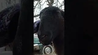 Sheep friend closeup!