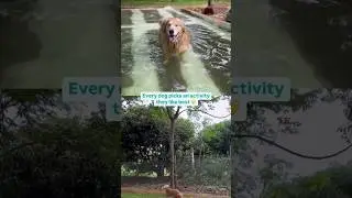 Scentral Park Bangalore | Dog Park In Bangalore | thePack.in #dogpark #dogs