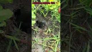 amazing telapia fish | telapia mach | American telapia fish #fish #telapia #telapiafish #shorts