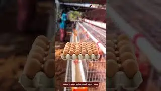 Farm-Fresh Country Chicken Eggs &ndash; Organic & Nutritious | Just ₹15/Egg 🐓🥚 | Coimbatore Delivery