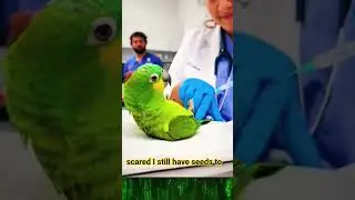 Brave Parrot Faces the Needle #emotional #shorts #usa #parrot #nurse #animalcare #viral #trending