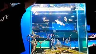Pier aquatics monster fish in monster tanks!