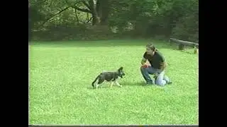 Shiloh Shepherd Training by Tina Barber