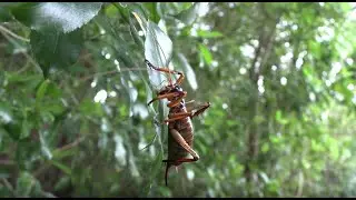 Introducing Backyard Biodiversity