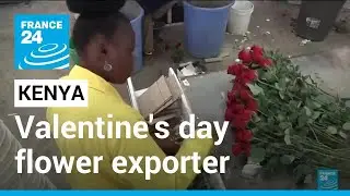 Valentine's day: A third of all flowers sold in the EU comes from Kenya • FRANCE 24 English