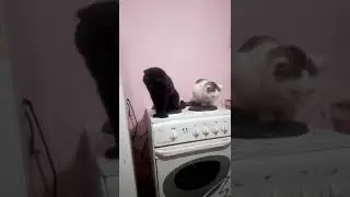 ужин перед сном