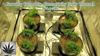 Growing Cannabis - Community Grow Channel 6-14-20