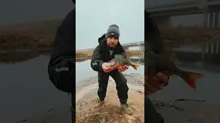 Szukam grudniowych okoni z mikado m-craft!