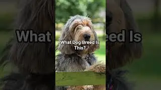 80: What Dog Breed Is This?