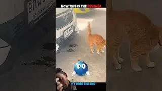 Wait for cat 😺 revenge the car 🚗🚨 driver #trending #catvideos #shortsfeed #wildlife | green Screen