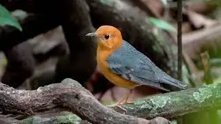 Beautiful Bird in the forest of Dairy Farm Nature Park#migratorybird#wildlife in Singapore Jan3 2026