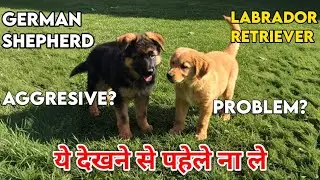 German Shepherd vs Labrador for Families: Which is Better? Price, training