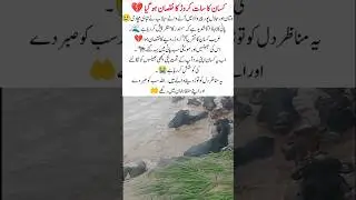 Flood in Multan Destroys Farmers&rsquo; Livelihoods #cow #flood #viralvideo #trending #news #shorts