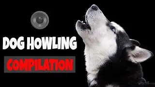 Dog Howl to make your Dogs Howling ( Make your dog howl)