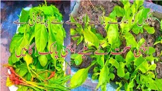 Spanish harvesting in my little garden/fresh and organic Spanish grow in pot/@FakhraShahid603